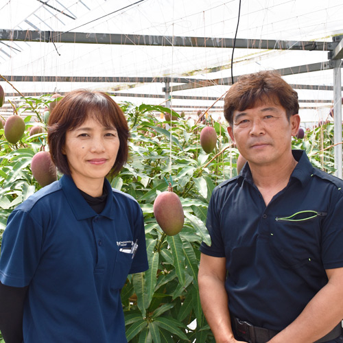 マンゴー農園経営 早川義光 / 有限会社のじり農産加工センター 早川尚美
