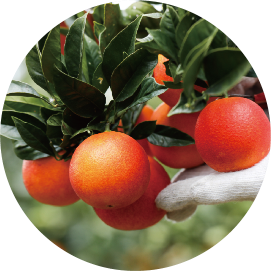 ブラッドオレンジ＜シャーベット＞