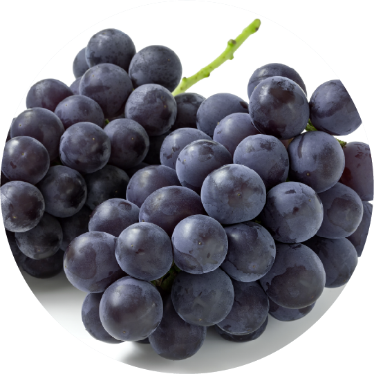 巨峰＜シャーベット＞