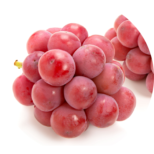 クインニーナ＜シャーベット＞