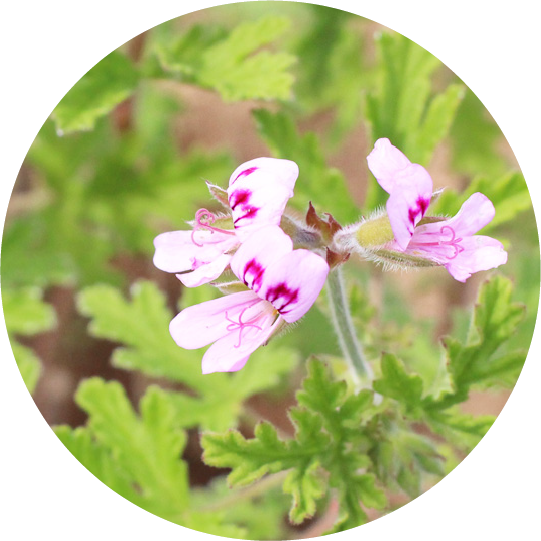 ローズゼラニウム